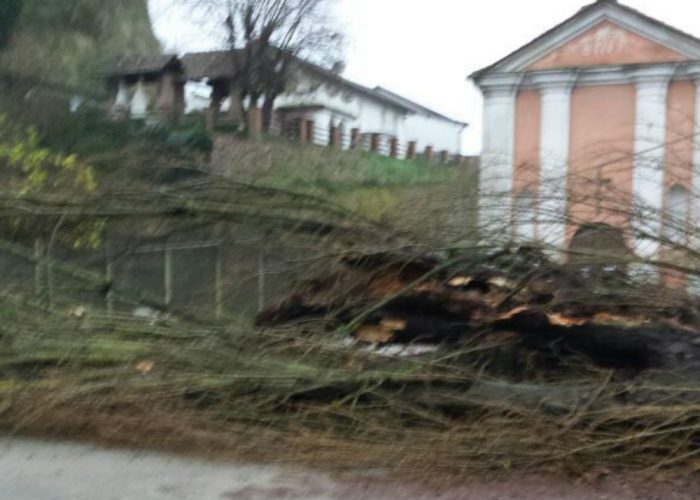 Caduti i pioppi di "Tunen",il Settimino di Incisa