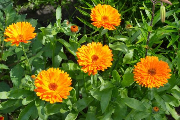 calendula