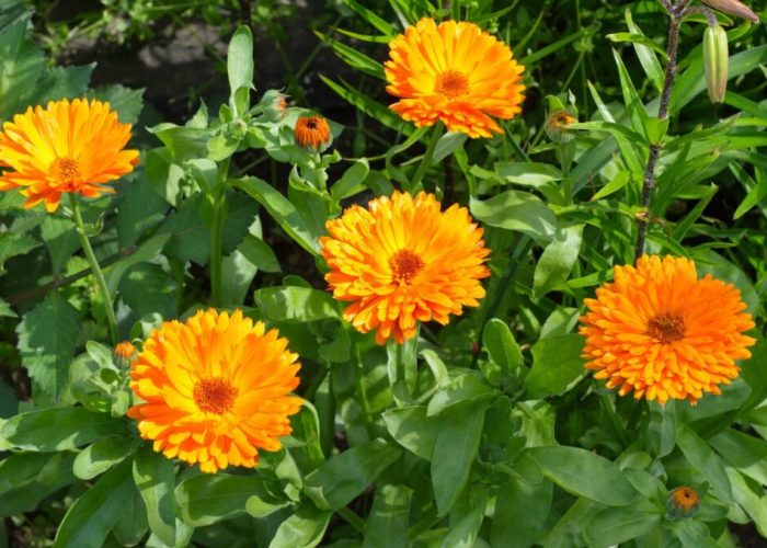 calendula