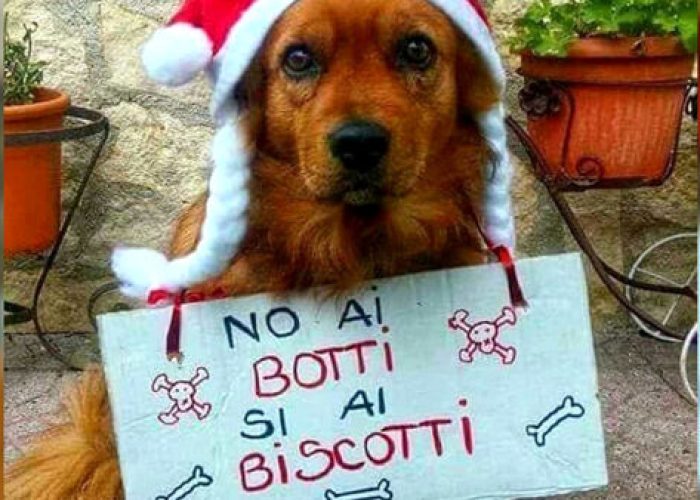 cane botti capodanno ok-2-2