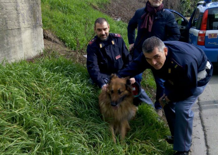 Cane salvato dai binarie riaffidato al padrone