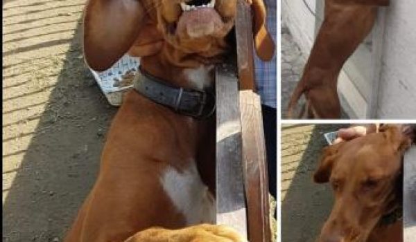 cane sito ok