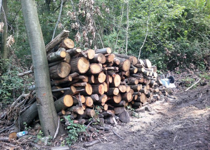 Canellese devasta un bosco, multatodovrà risanare 8mila metri quadri