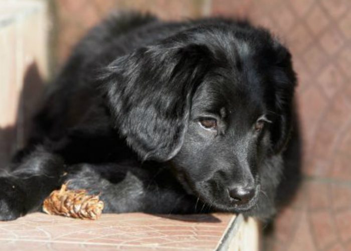 Cani, ancora esche avvelenatenei parchi a nord di Asti