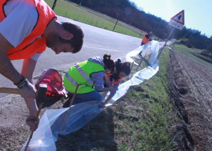 Capriglio, i rospi attraversano la stradacon l'aiuto dei volontari