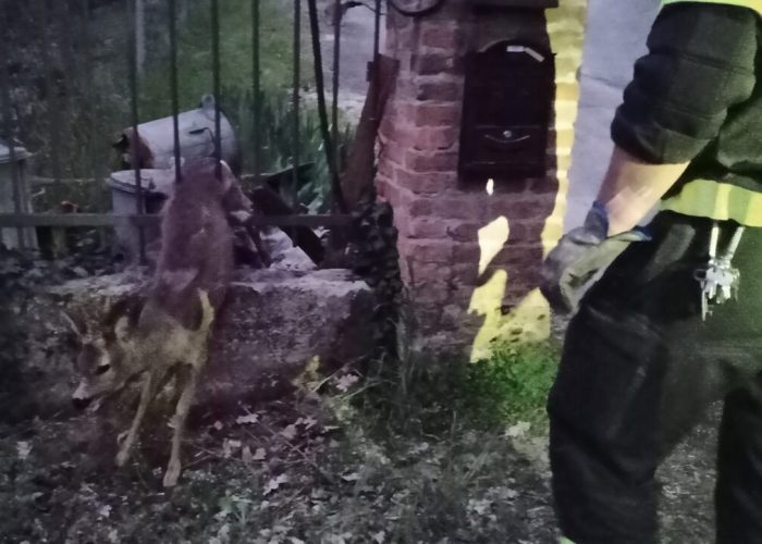 capriolo vigili del fuoco