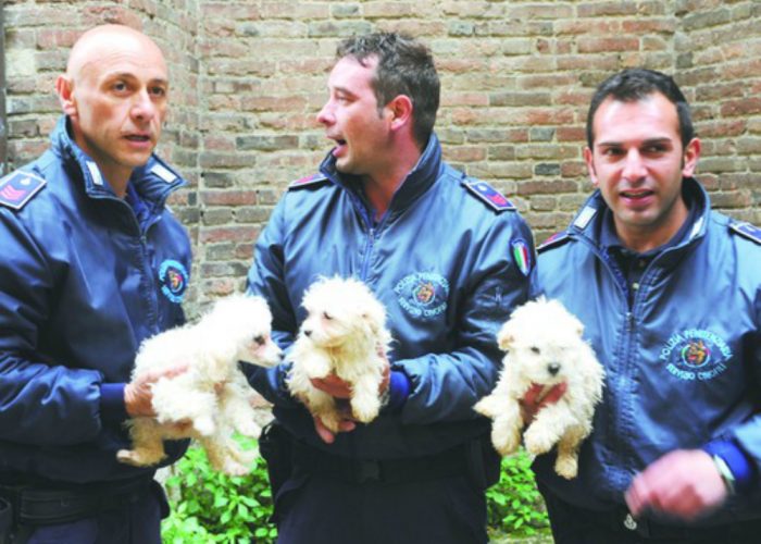 Casi di cimurro sul 25-30% dei cucciolidi cane sequestrati un mese e mezzo fa