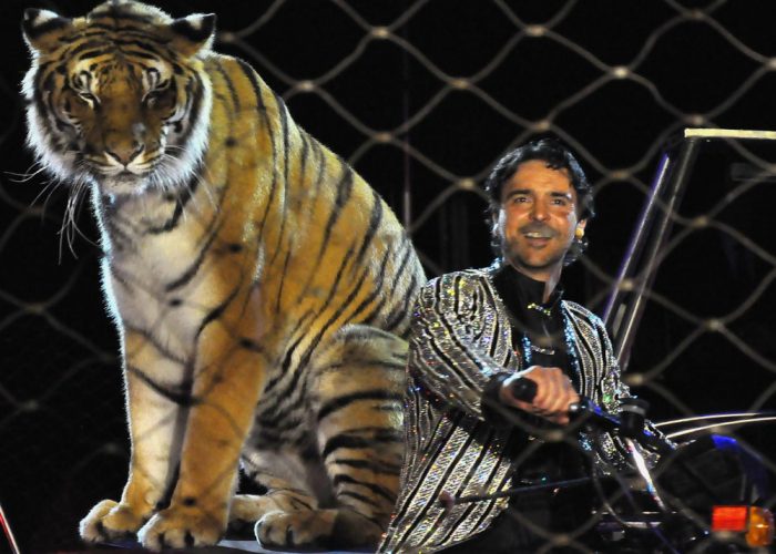 Cavalli, tigri, leoni e acrobatiIl Circo Moira Orfei arriva in città