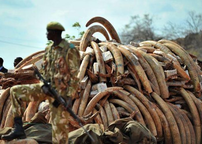 Centrafrica/ Wwf: Massacrati 26 elefanti in una riserva protetta