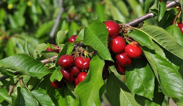 cherry-5156646_960_720