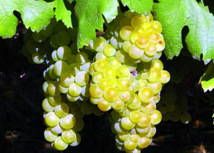 Cia e zone del Moscato:«Si rispettino le leggi»