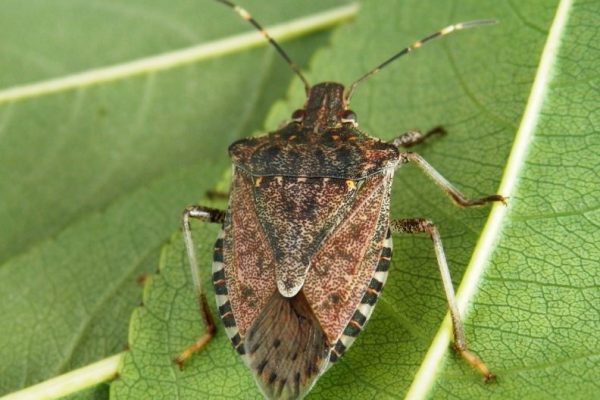 cimice asiatica
