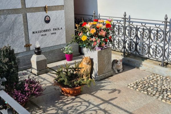 colonia felina al cimitero di asti3