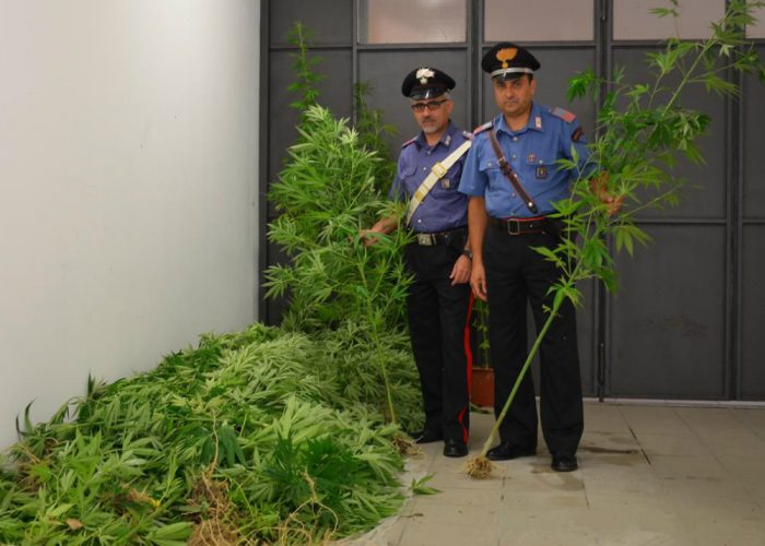 Coltivava 112 piante di marijuanain un campo, arrestato 41enne