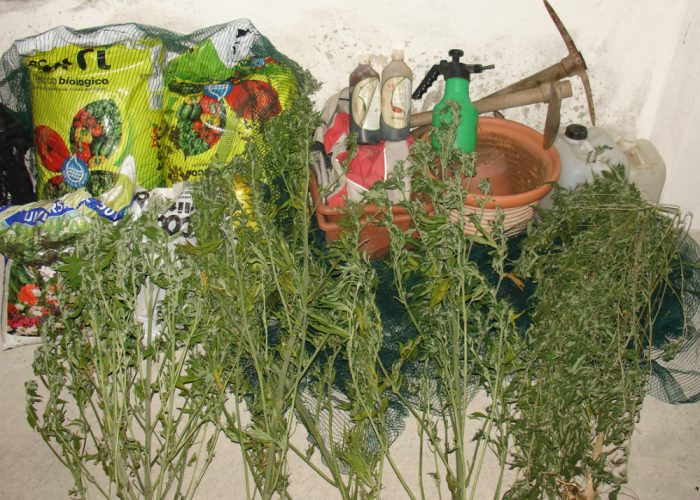 Coltivazione illecita di cannabis, denunciati due ragazzi a Rocchetta Palafea