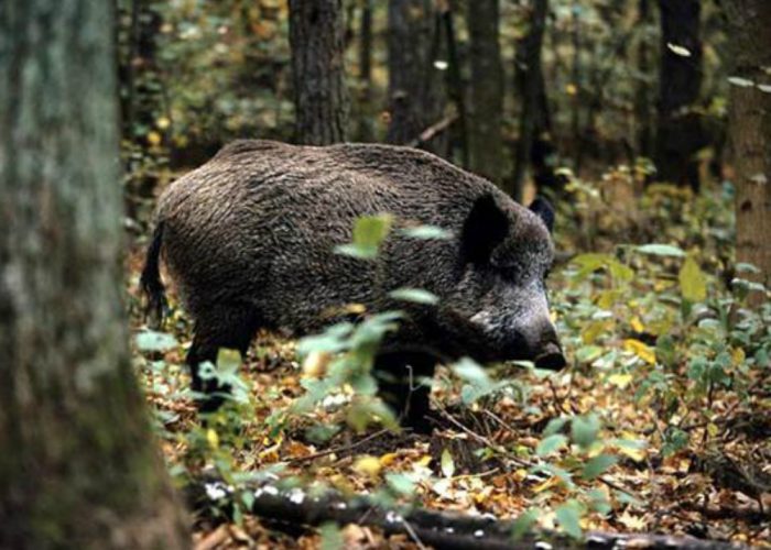 Confagricoltura: «Carne di cinghialealle mense dei poveri»