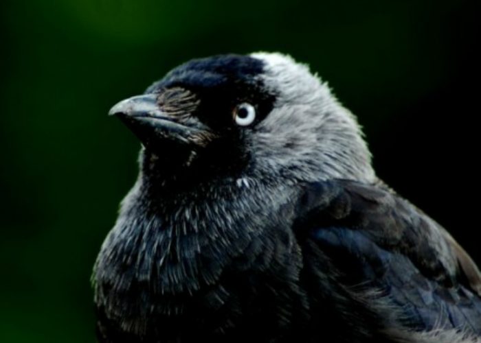 Contro i piccioni arrivano le taccoleper la lotta biologica del Comune