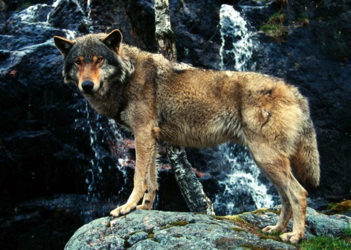 Da Francia e Svizzera esponenti WWFa Villa Paolina per parlare di specie alpine