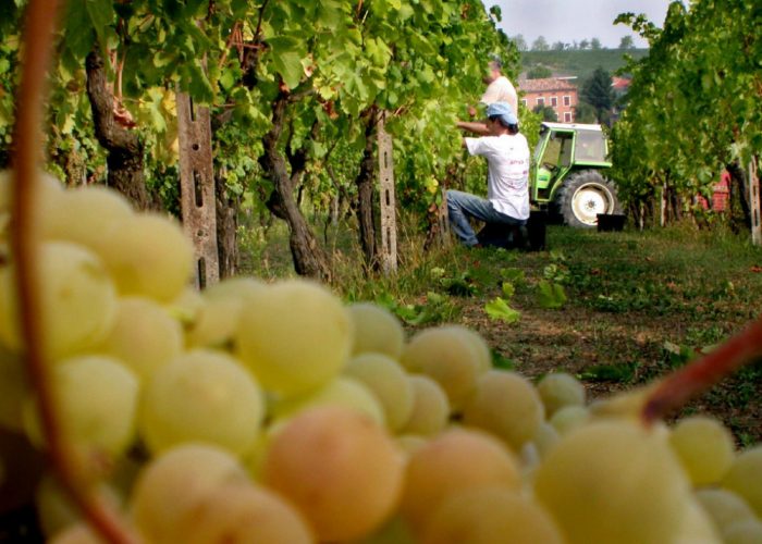 Dalla Romania arrivano i raccoglitoridi Moscato, Canelli si attrezza per accoglierli