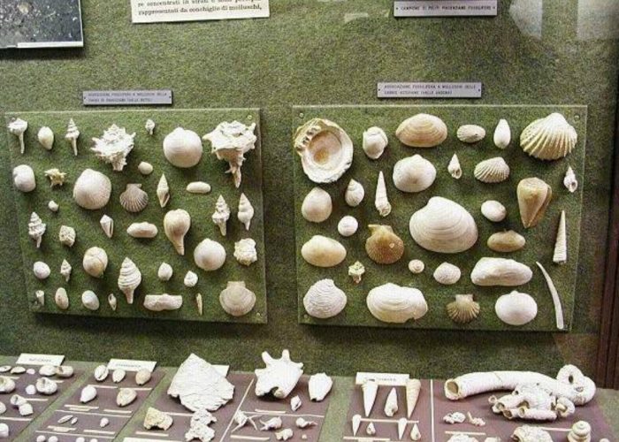 Denti di proboscidati e collezioni di molluschi fossili al Museo Paleontologico