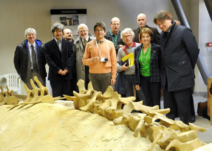 Ecco la balena fossile nel museo Paleontologico