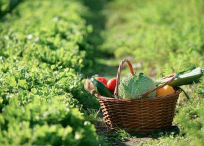 Entro lestate 48 ortisociali sul Lungo Borbore