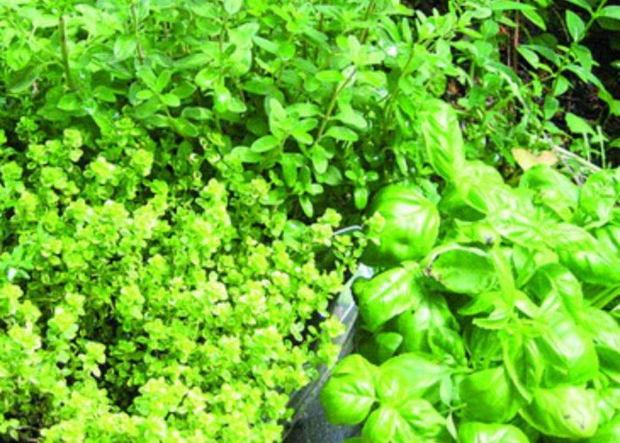Erbe officinaliUna realtà di nicchia