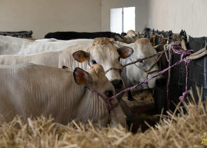 fiera bue grasso moncalvo