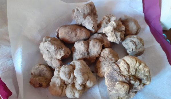 fiera del tartufo mombercelli 6