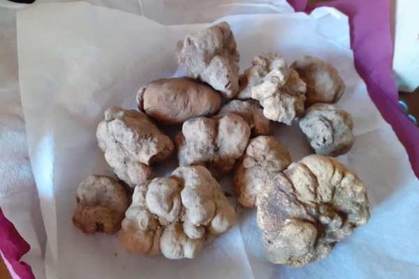 fiera del tartufo mombercelli 6