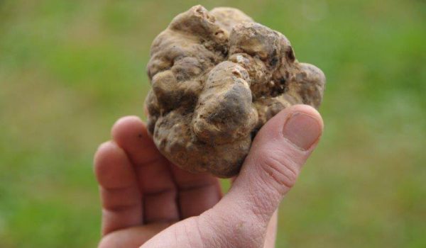 fiera_del_tartufo_asti