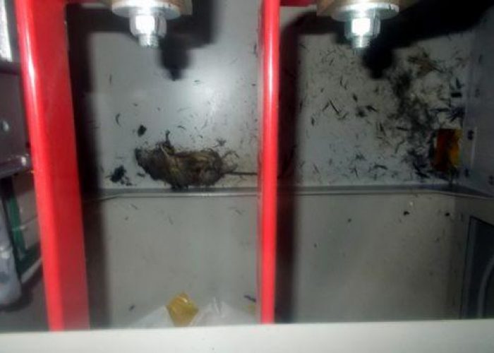 Giappone/ Black out a Fukushima, la causa è un topo