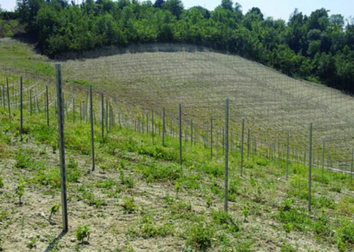 Grazzano Badoglio, denunciatoper lestirpo abusivo di un bosco