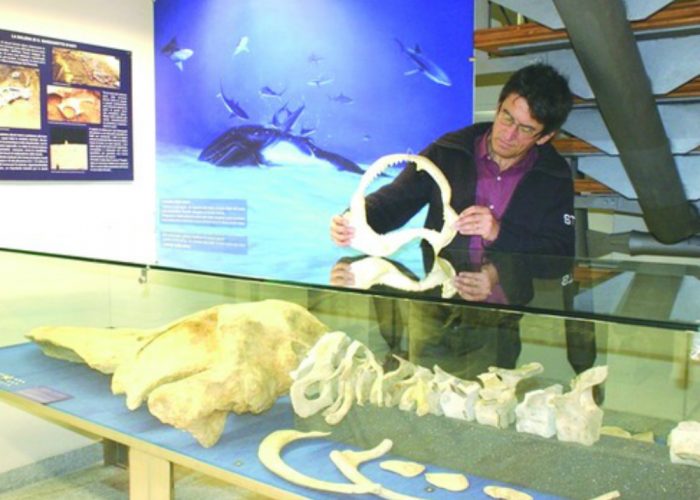 Hastagems, il mercatino per chi ama scambiare fossili, gemme e minerali