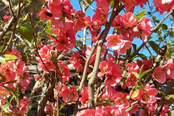 I fiori del cotogno ornamentale, annuncio di primavera