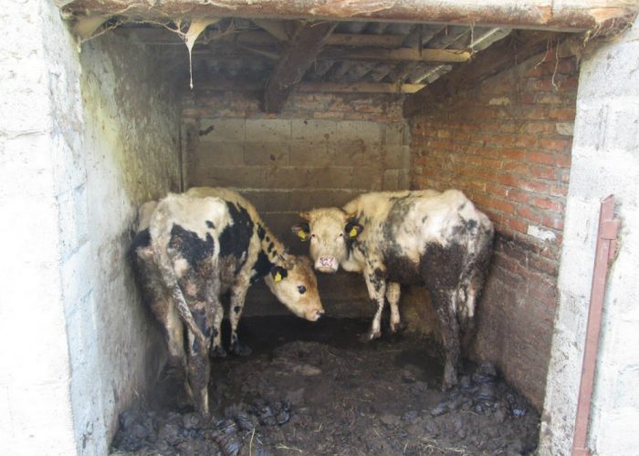 Igiene precaria e malnutrizione, salvati 20 bovini da una cascina di Montemagno