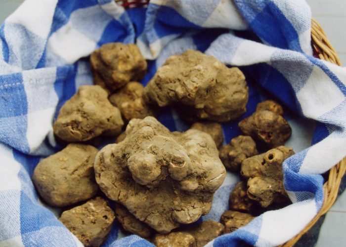 Il Bianco d'Alba in realtà era croatoAnche il tartufo va a processo