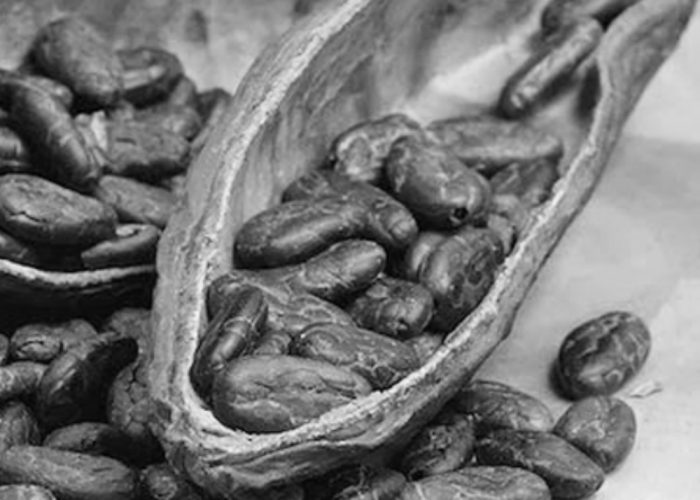Il cacao che unisce attraverso i popoli