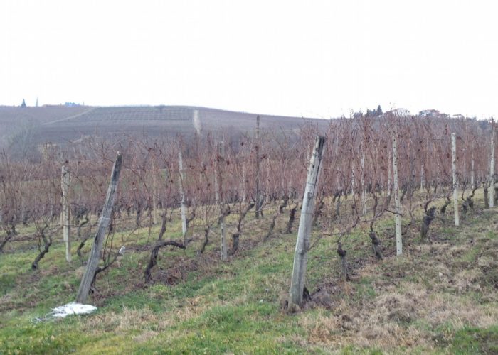 La flavescenza dorata,la chimica, l'acquae la tecnologia nella vigna