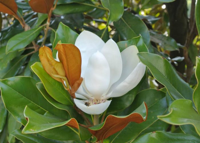 La magnolia, star dei giardini Liberty