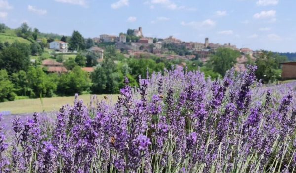 lavanda unicef