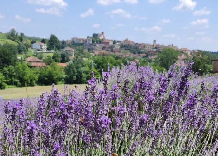 lavanda unicef