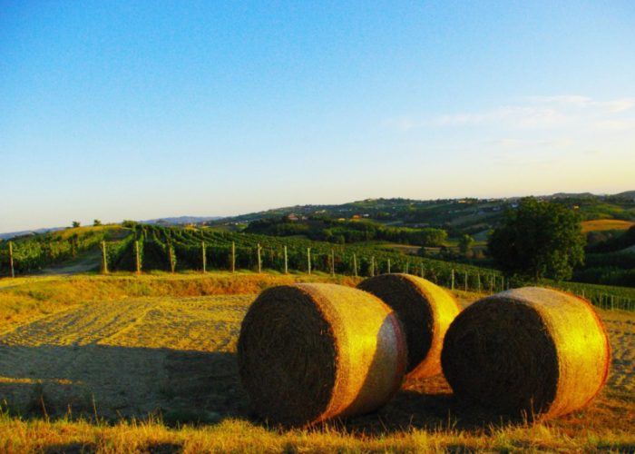 Le colline astigiane sono il vero futuro dell'economia del territorio