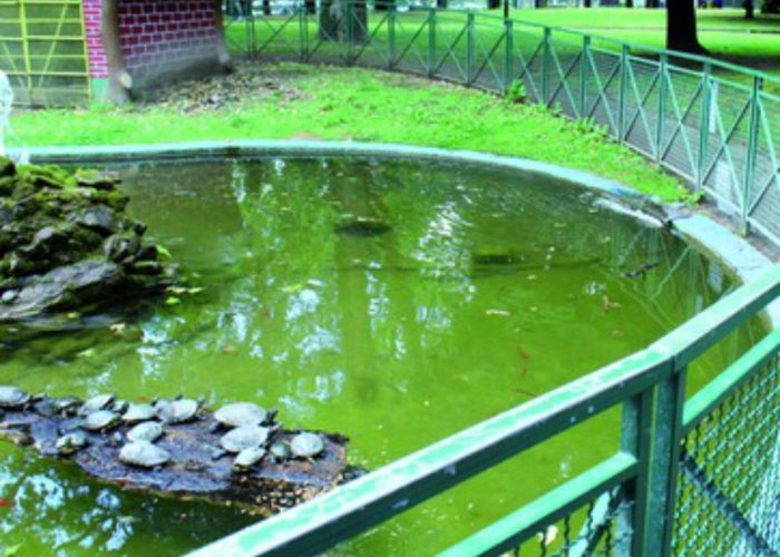 Le tartarughe dei Giardini Pubblici ora hanno un isolotto di sughero