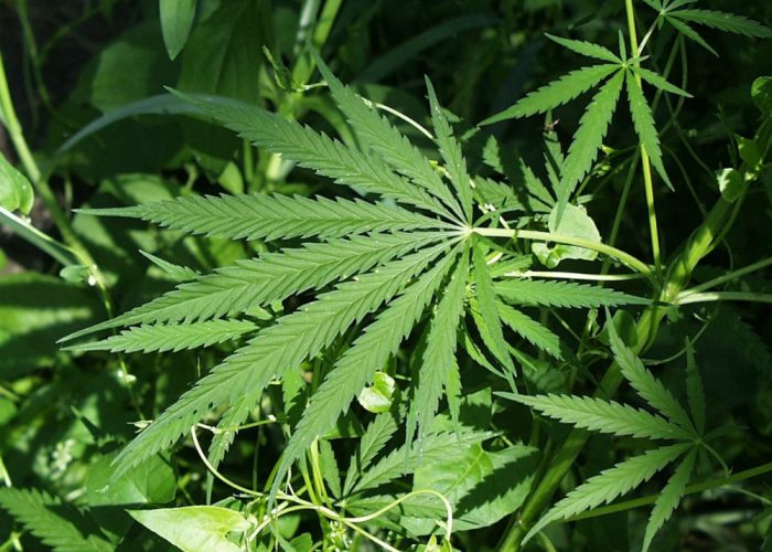 Marijuana, aumentano i passaggi anche nelle scuole