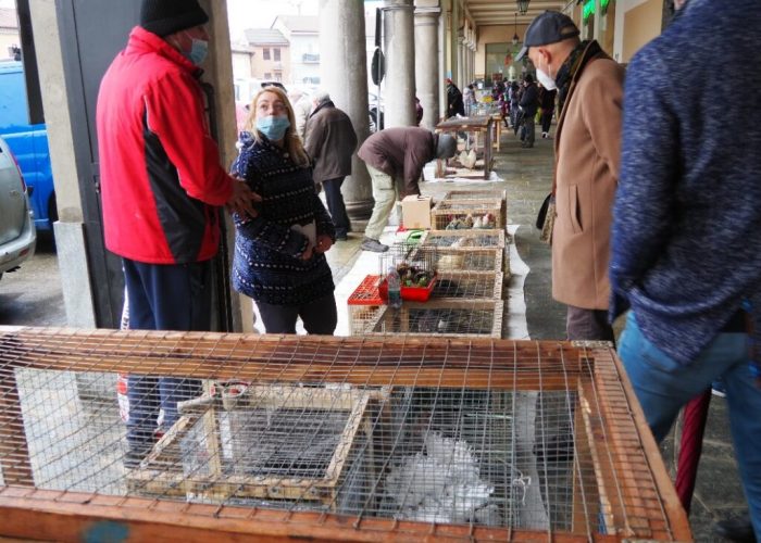 mercatino animali san damiano