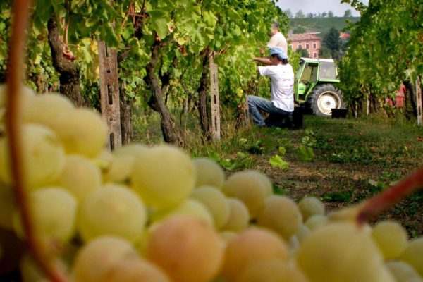 Moscato Asti docg, sbloccati cinque quintali/ettaro