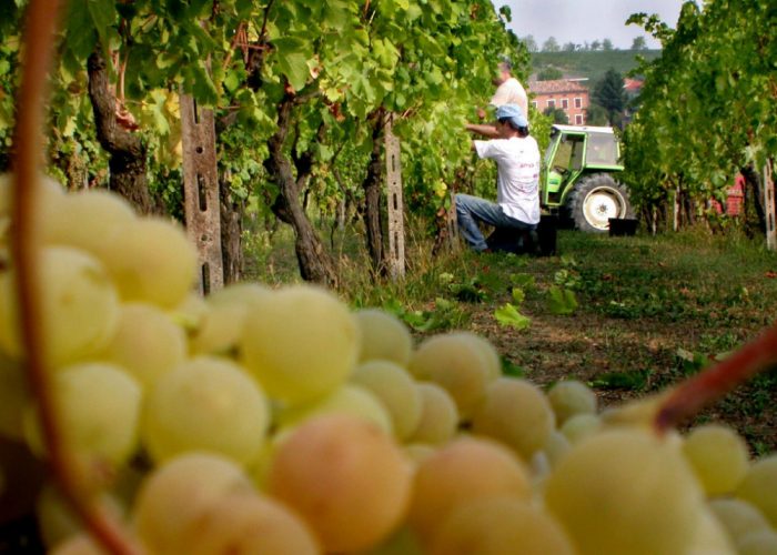 Moscato Asti docg, sbloccati cinque quintali/ettaro