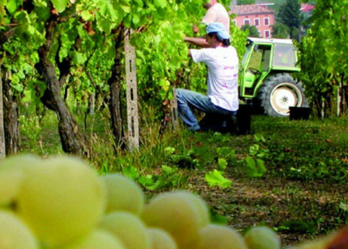 Moscato e Brachetto, vendemmiaalle porte ma ancora nessun accordo