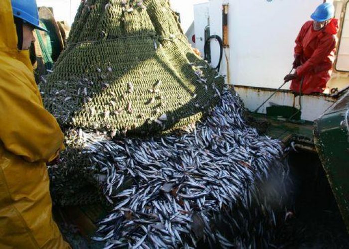 Natale/ Per comprare pesce si spenderà 1 miliardo di euro